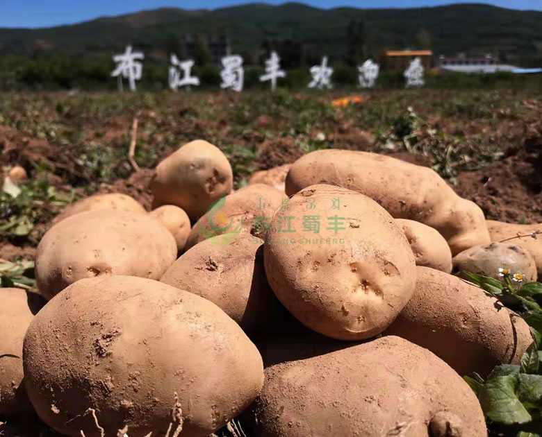 马铃薯、乌洋芋良种