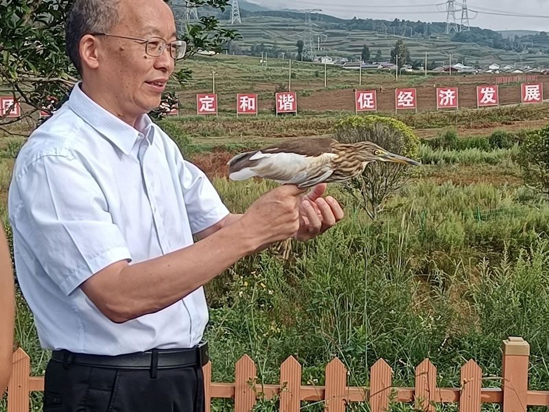 国家一级保护动物池鹭放飞现场
